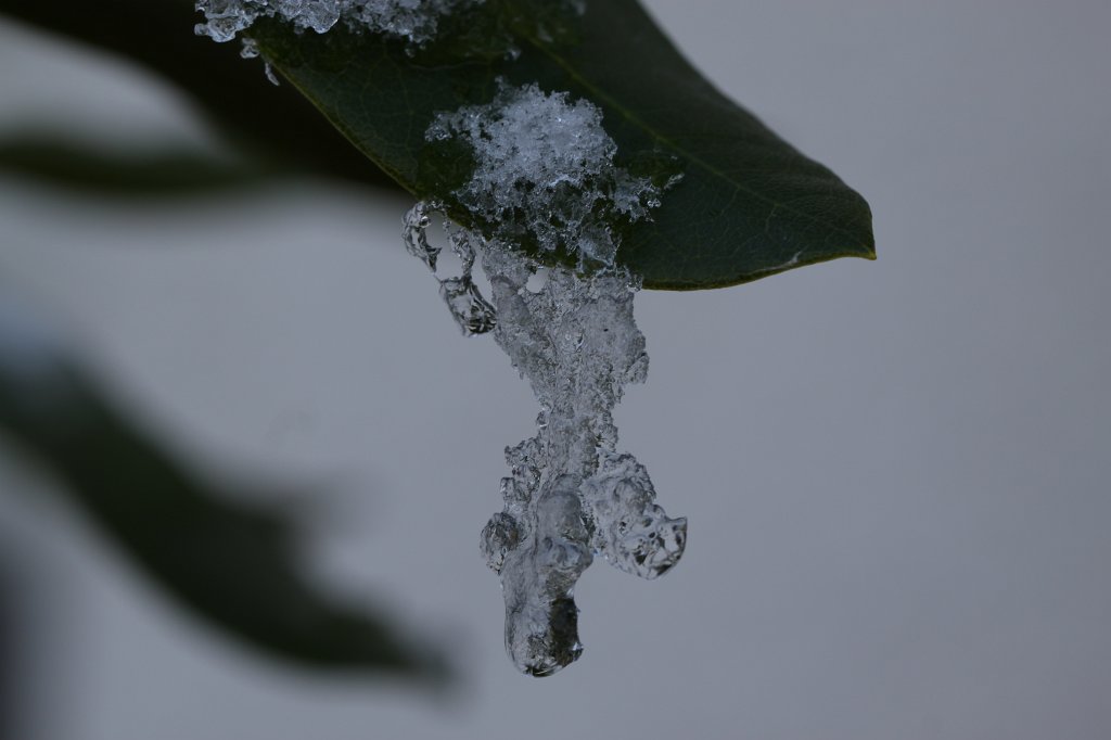 IMG_8502.JPG - Melting ice and snow on leaf