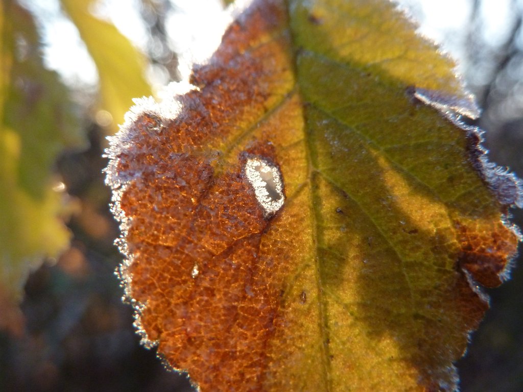 P1110221.JPG - White frost on leaf