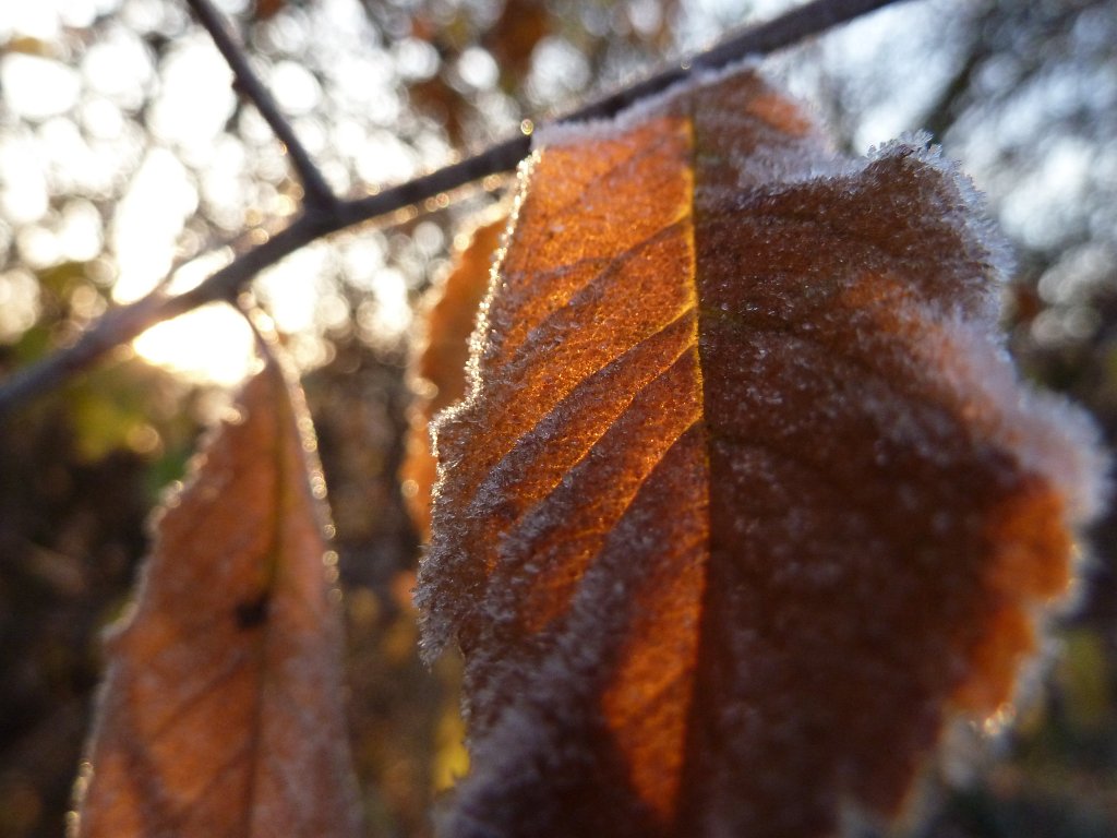 P1110223.JPG - White frost on leaf