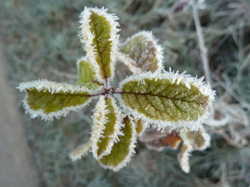 P1110224.JPG - White frost on leaves