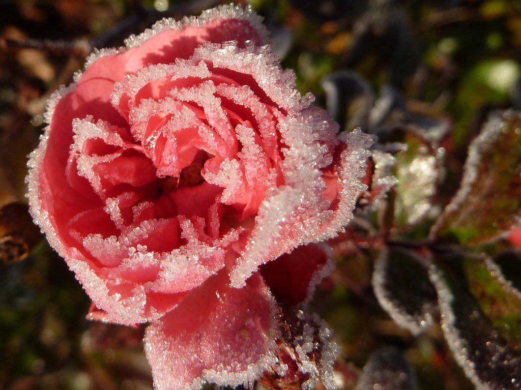 P1110241.JPG - White frost on rose