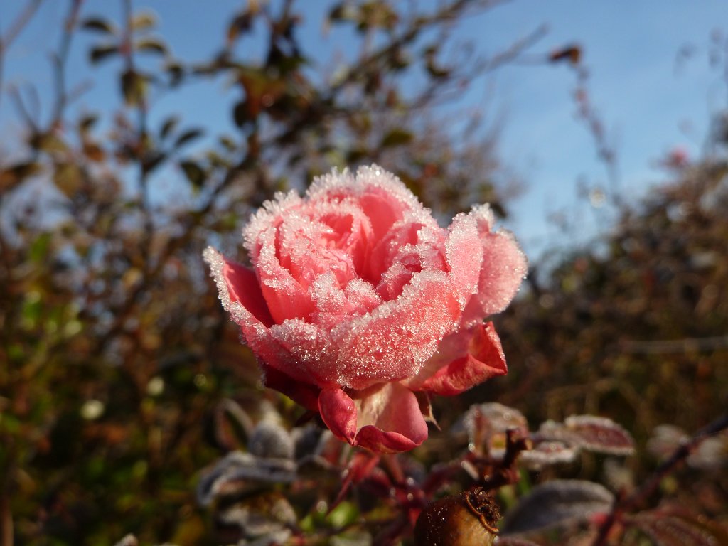 P1110243.JPG - White frost on rose