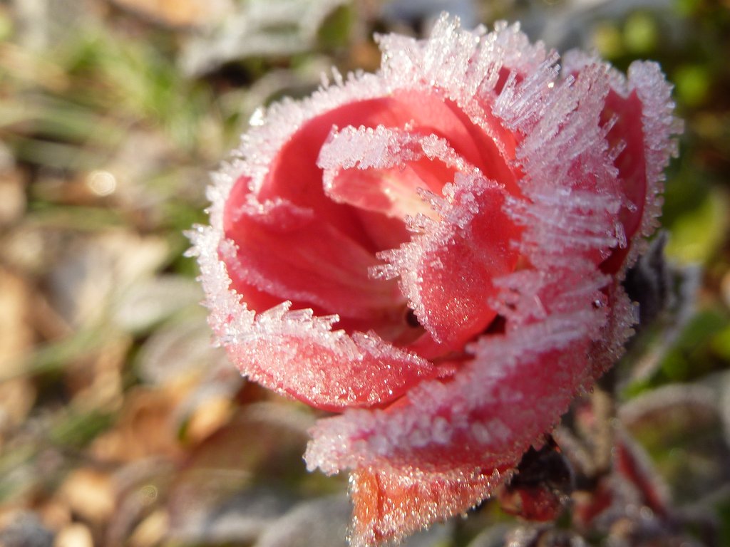 P1110245.JPG - White frost on rose