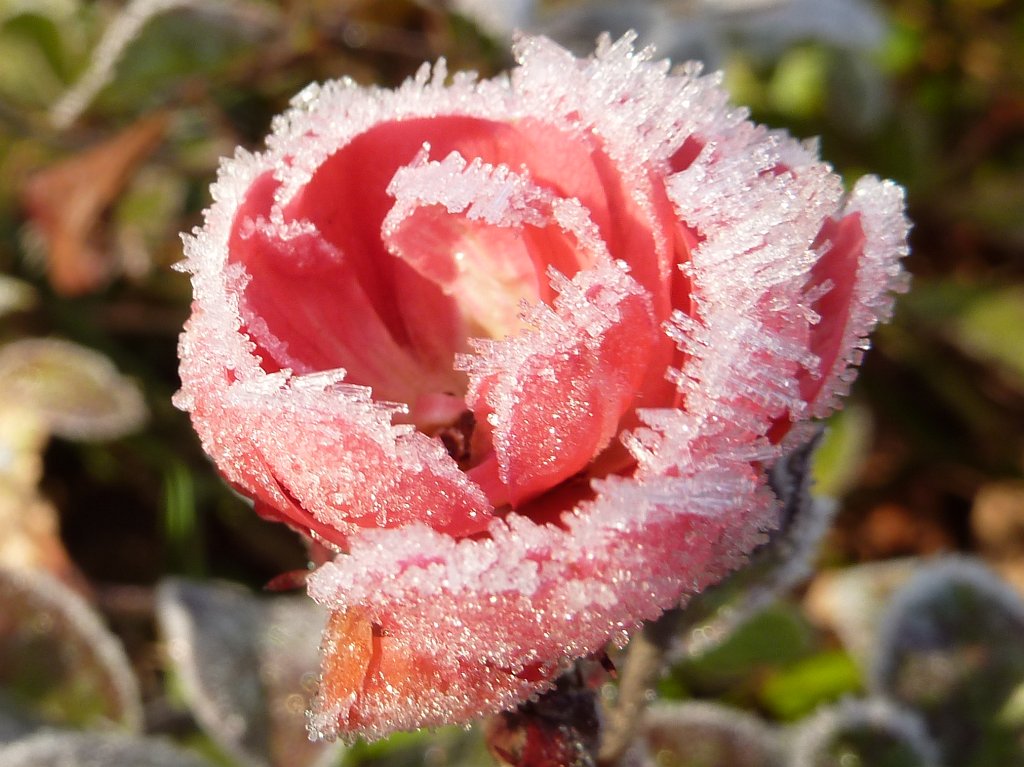 P1110246.JPG - White frost on rose