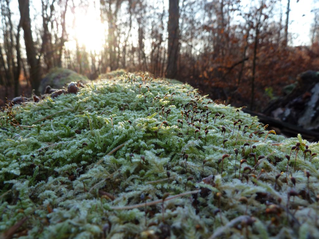 P1110274.JPG - Frosted moss