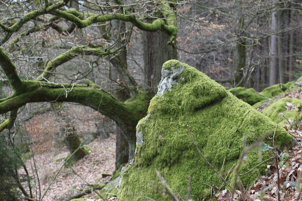 IMG_9053.JPG - Moss on rocks and trees at  Marmorstein 