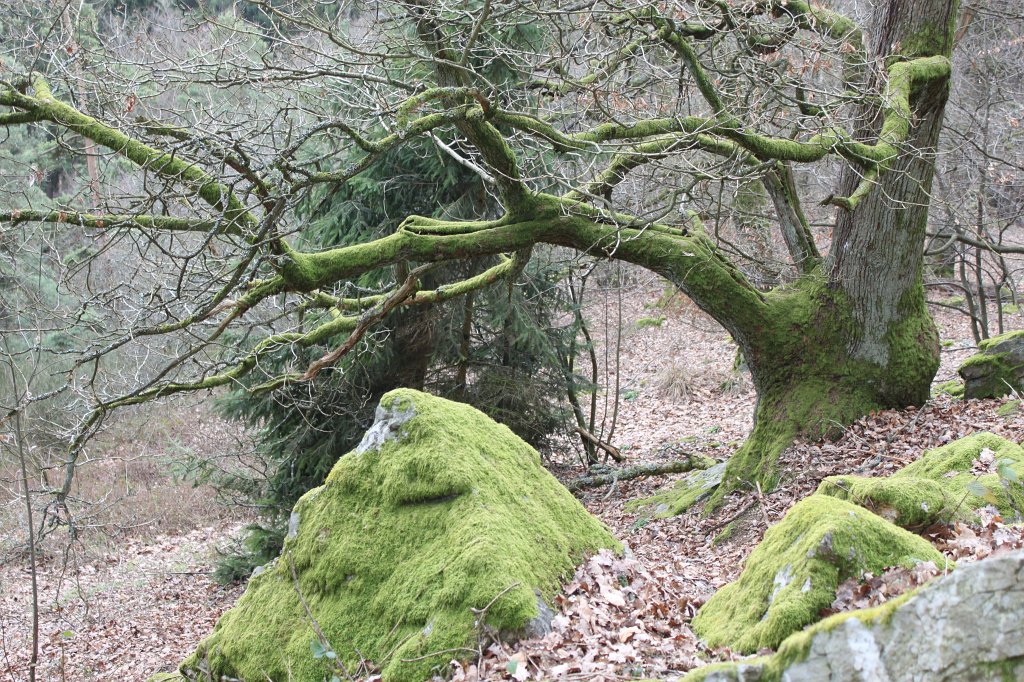 IMG_9054.JPG - Moss on rocks and trees at  Marmorstein 