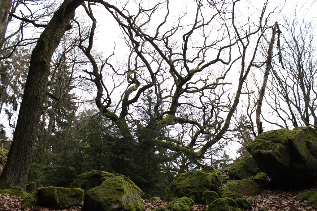IMG_9060.JPG - Moss on rocks and trees at  Marmorstein 