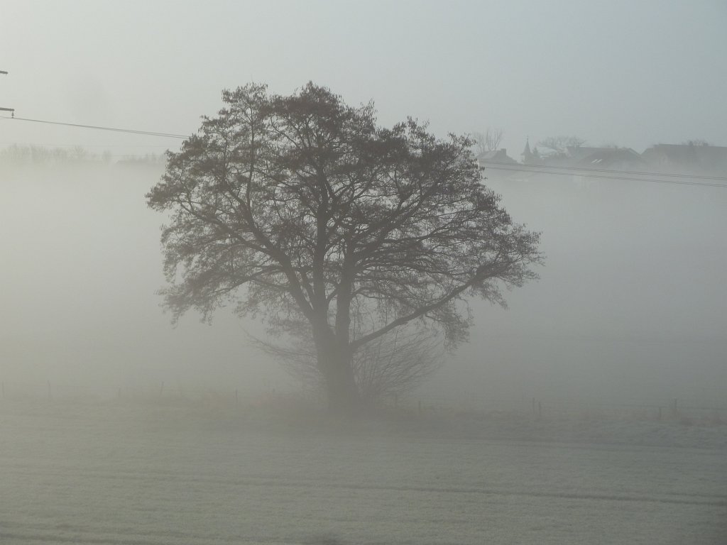 P1110475.JPG - Tree in the fog