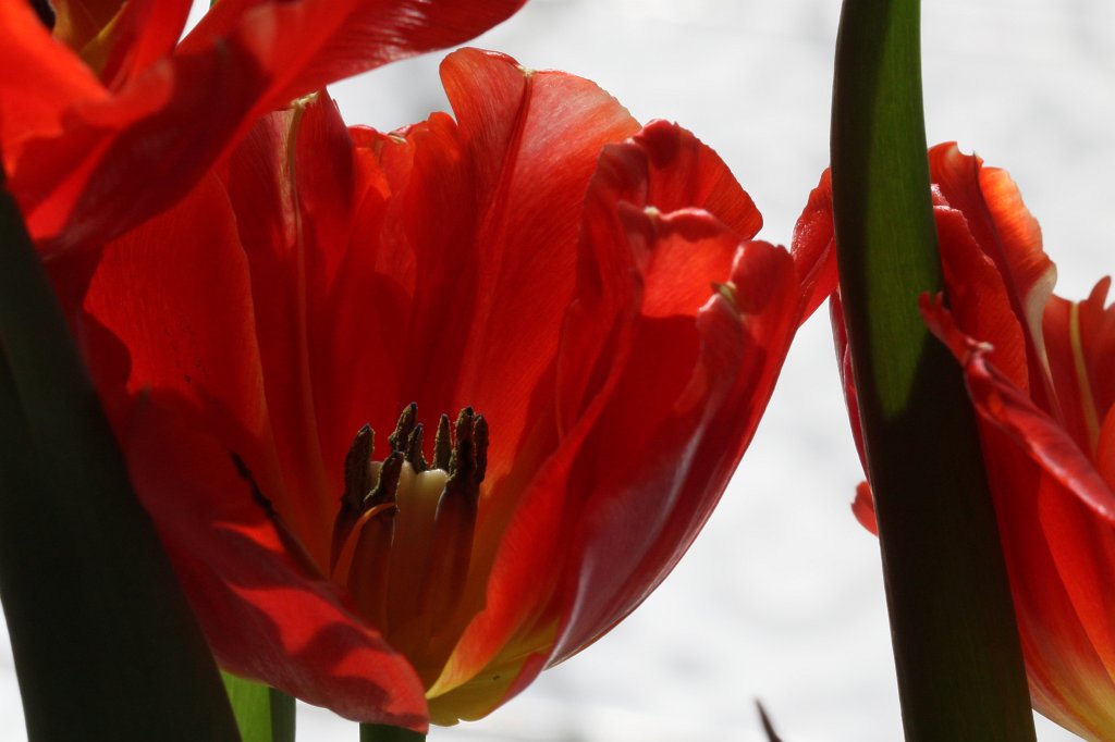 IMG_9229.JPG - Tulips
