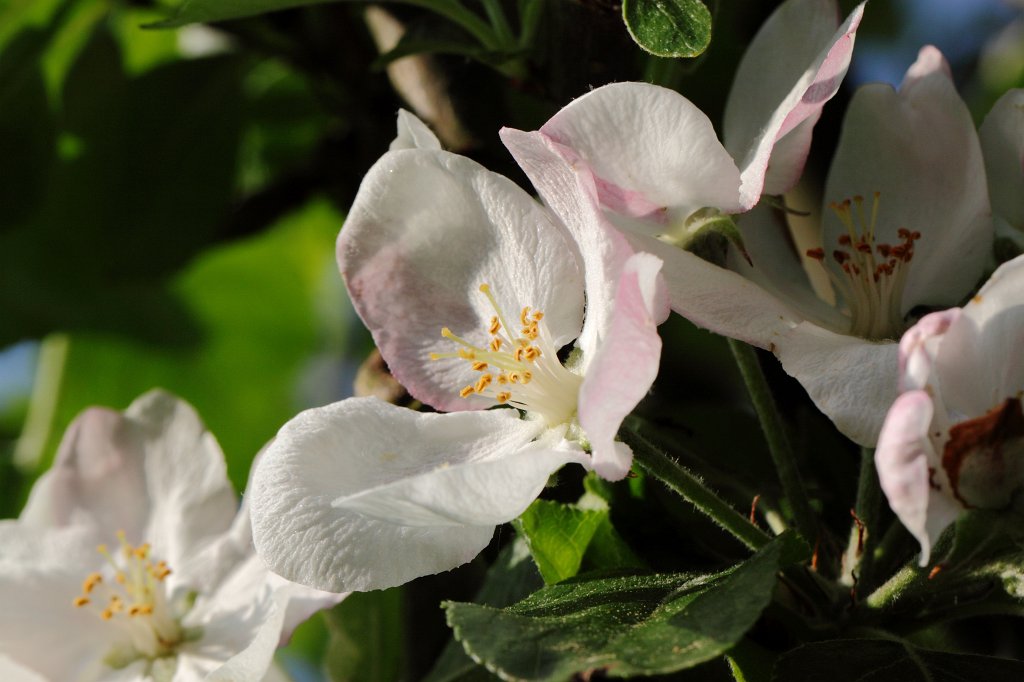 IMG_9989_c.JPG -  Apple  tree blossom