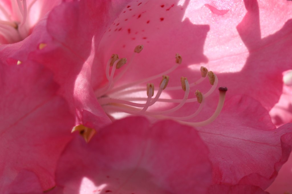 IMG_0114.JPG -  Rhododendron  blossom