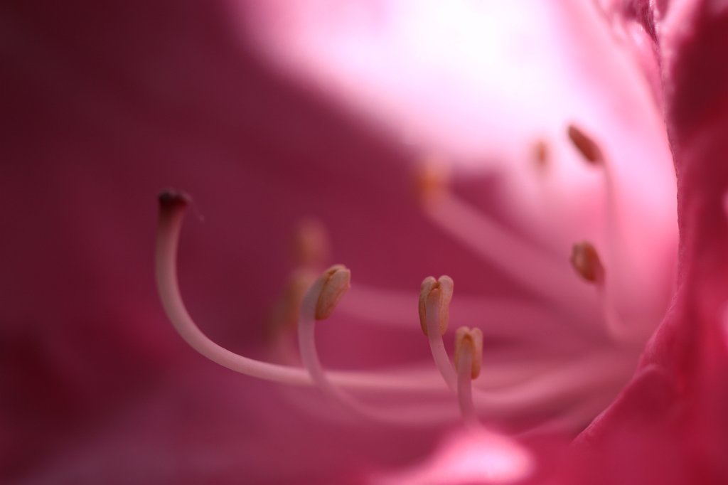 IMG_0117.JPG -  Rhododendron  blossom