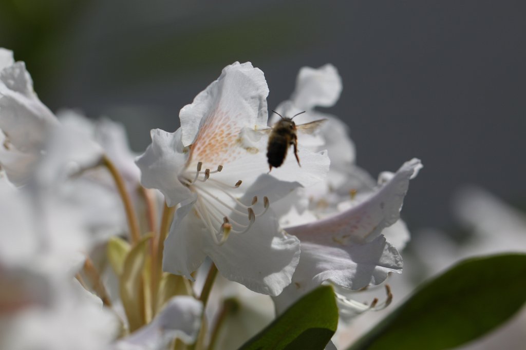 IMG_0120.JPG - Bee on  rhododendron  blossom