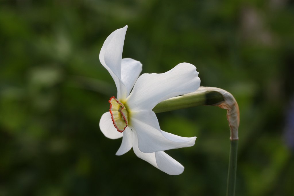 IMG_0141.JPG -  Narcissus poeticus  ( WeiÃe Narzisse )