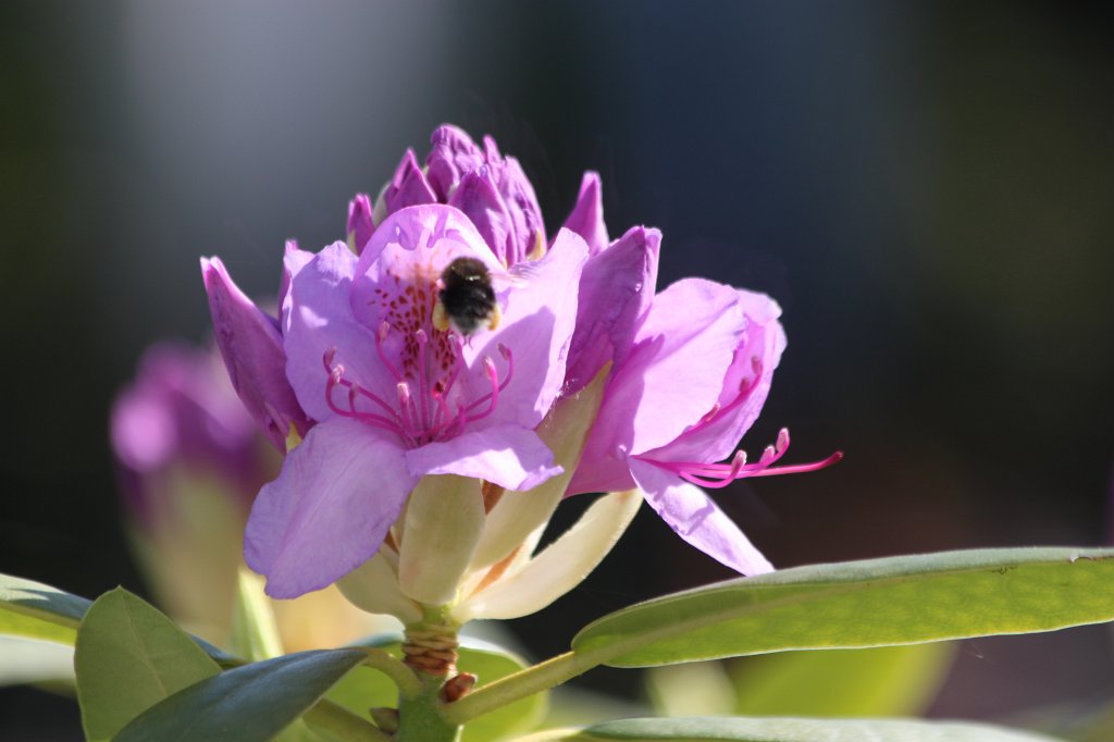 IMG_0315.JPG - Bee on  rhododendron  blossom