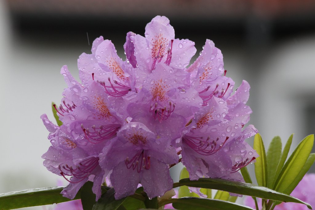 IMG_0344.JPG -  Rhododendron  blossom in the rain