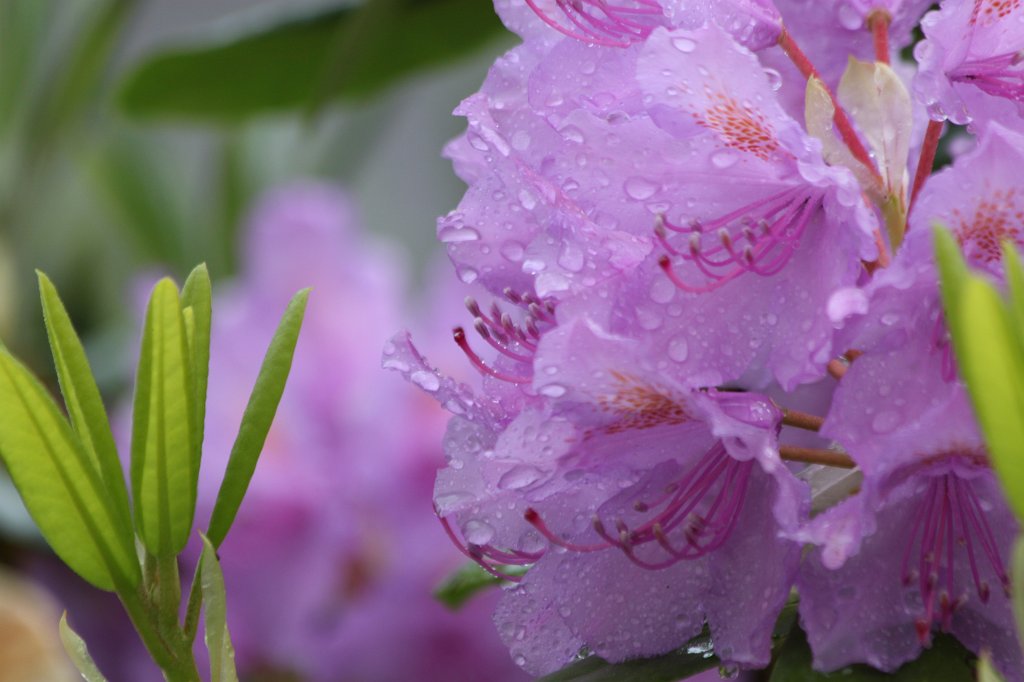 IMG_0346.JPG -  Rhododendron  blossom in the rain