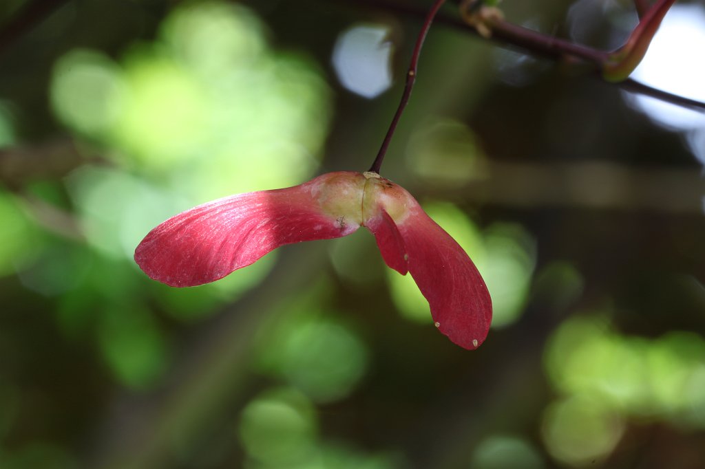 IMG_0354.JPG -  Samara  of a red-leaves  Japanese Maple  (rotblättriger  Fächerahorn )