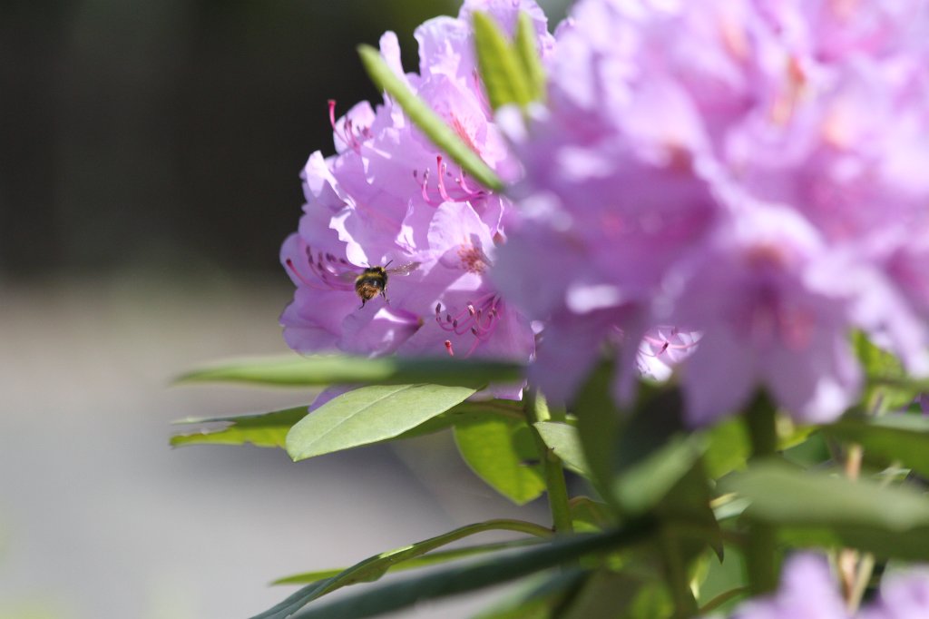 IMG_0370.JPG - Bee on rhododendron blossom