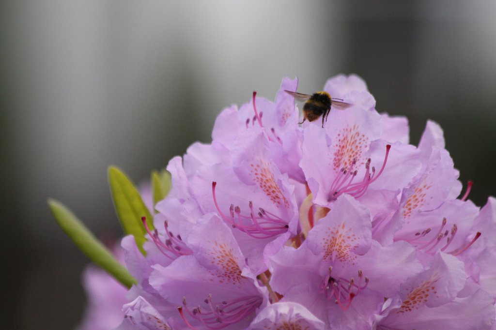 IMG_0383.JPG - Bee on rhododendron blossom