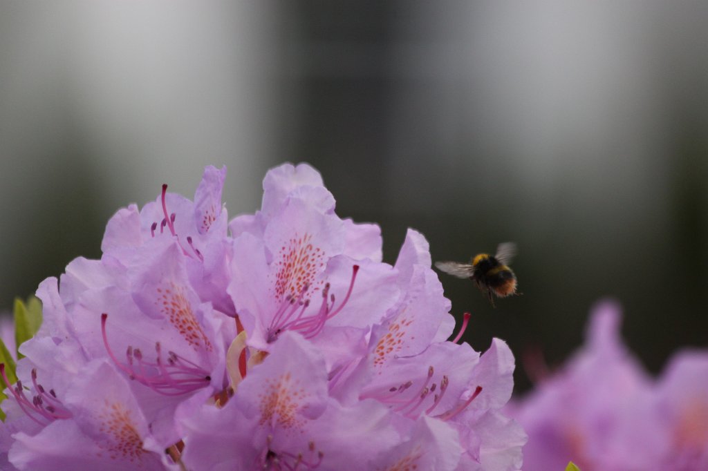 IMG_0384.JPG - Bee on rhododendron blossom