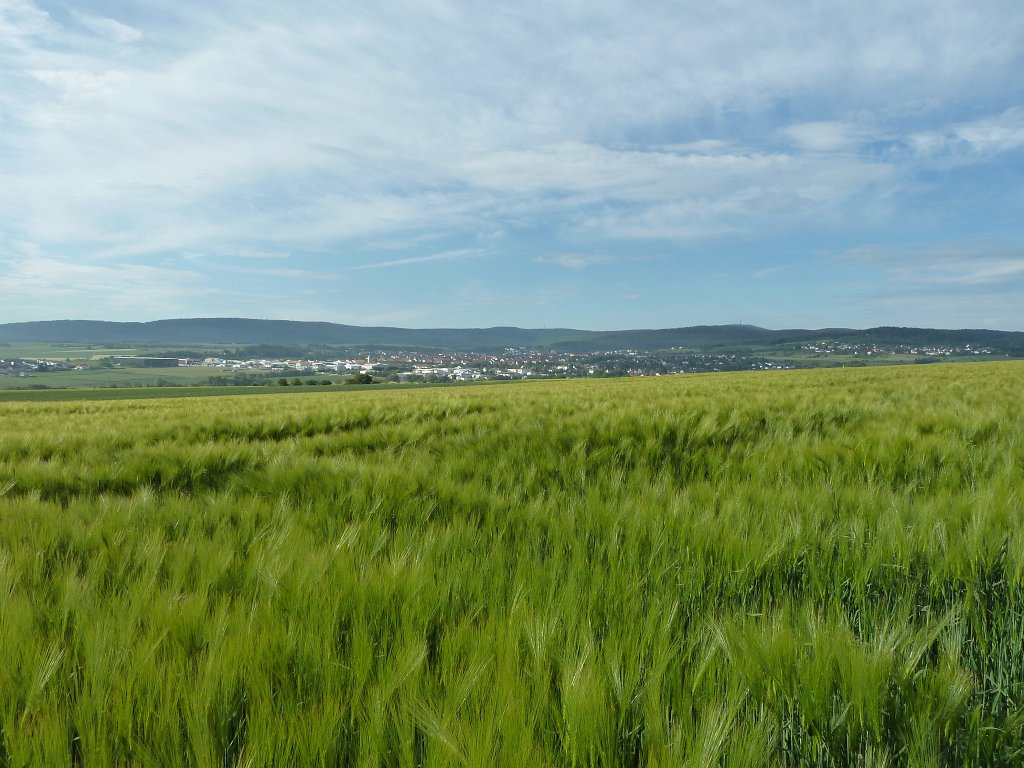 P1120232.JPG -  Barley  field ( Gerstenfeld )