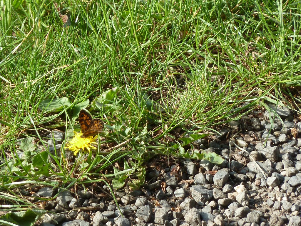 P1120243.JPG - Butterfly (Schmetterling)