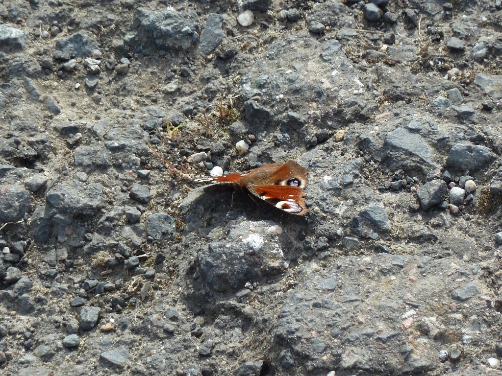 P1120254.JPG - Butterfly (Schmetterling)