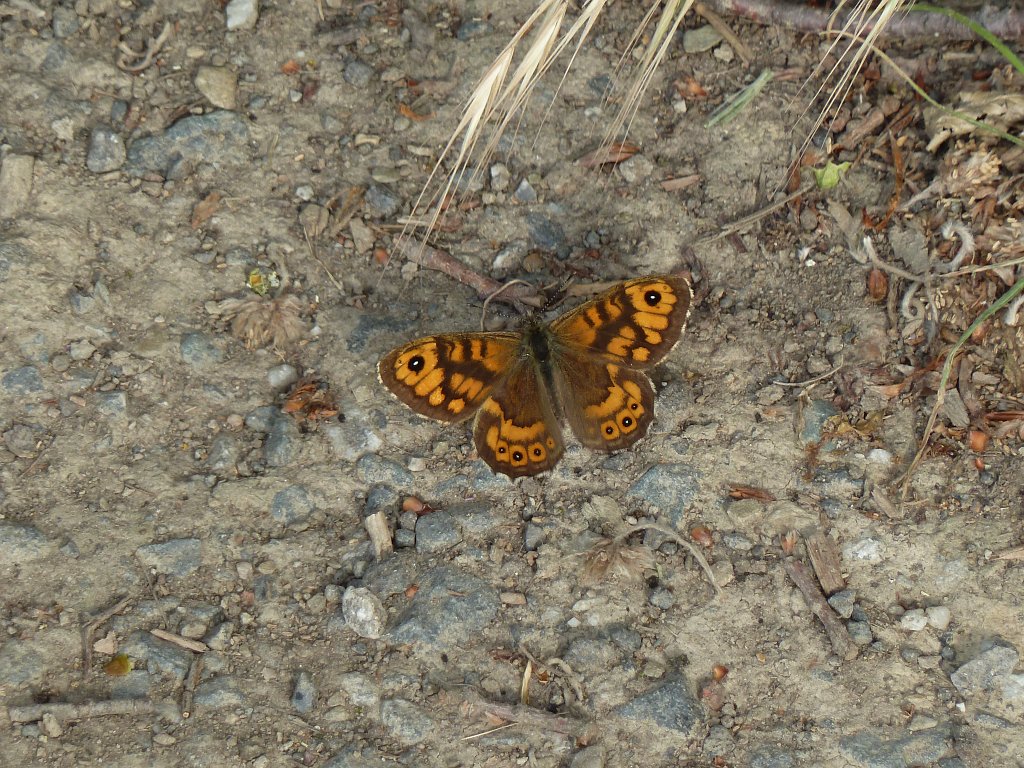 P1120260.JPG - Butterfly (Schmetterling)