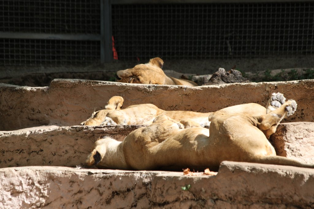 IMG_3464.JPG -  Lions  sleeping in a row