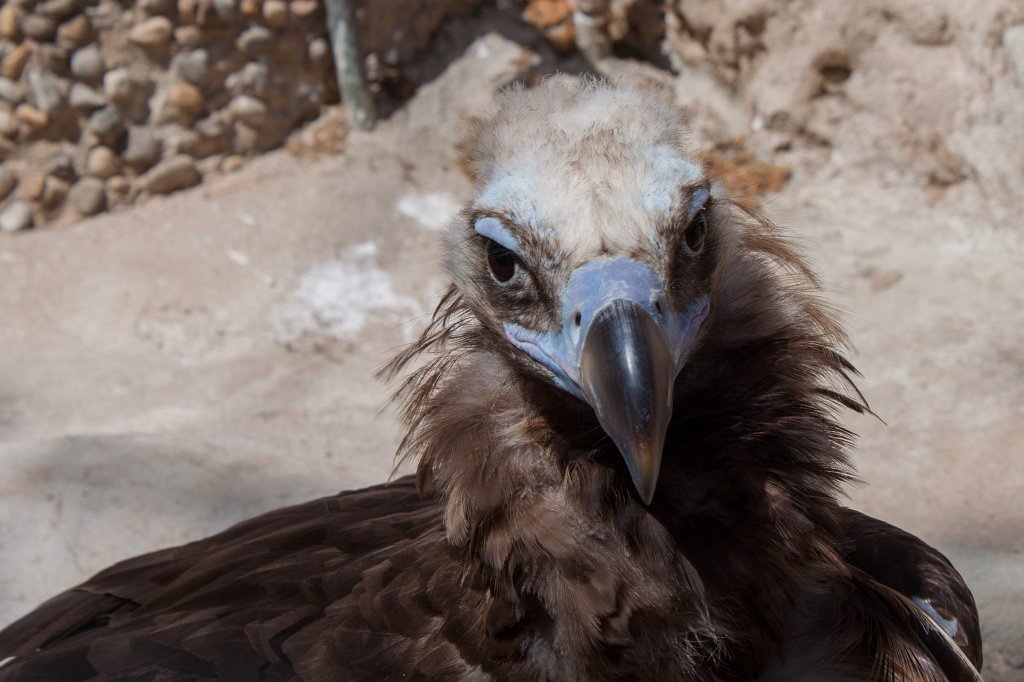 IMG_3623_c.jpg -  Monk vulture 