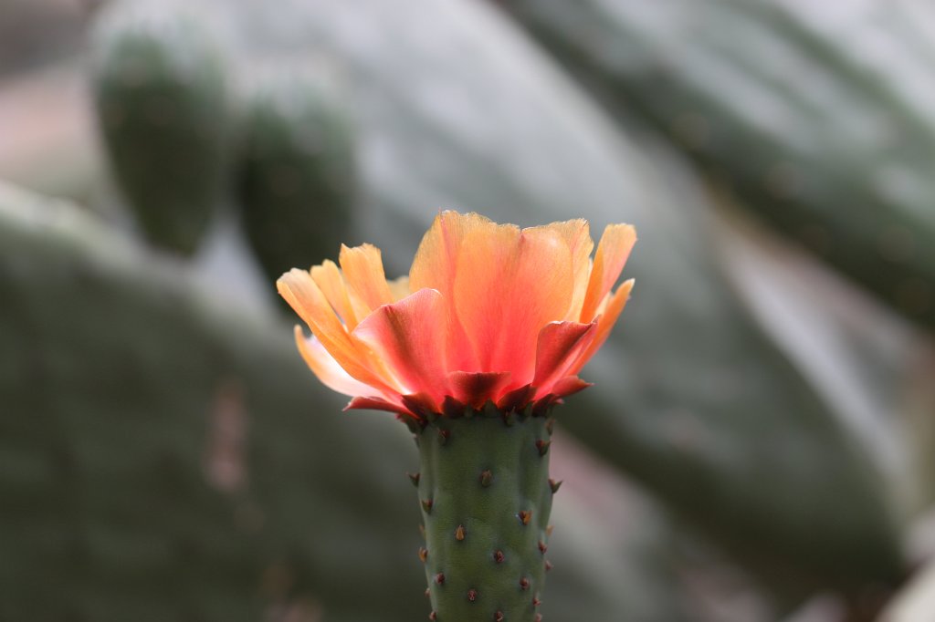 IMG_3773.JPG - Cactus flower