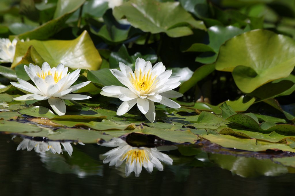 IMG_4570.JPG -  Water-lilies 