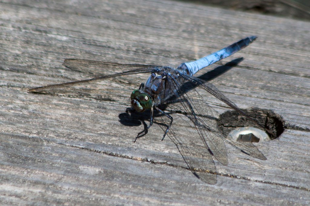 IMG_4599_c.jpg - Blue  dragonfly 