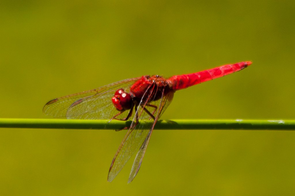 IMG_4602_c.jpg - Red  dragonfly 