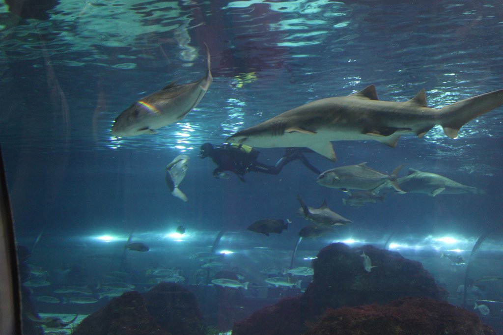 IMG_5155.JPG - Diving with the sharks -  Aquarium Barcelona 