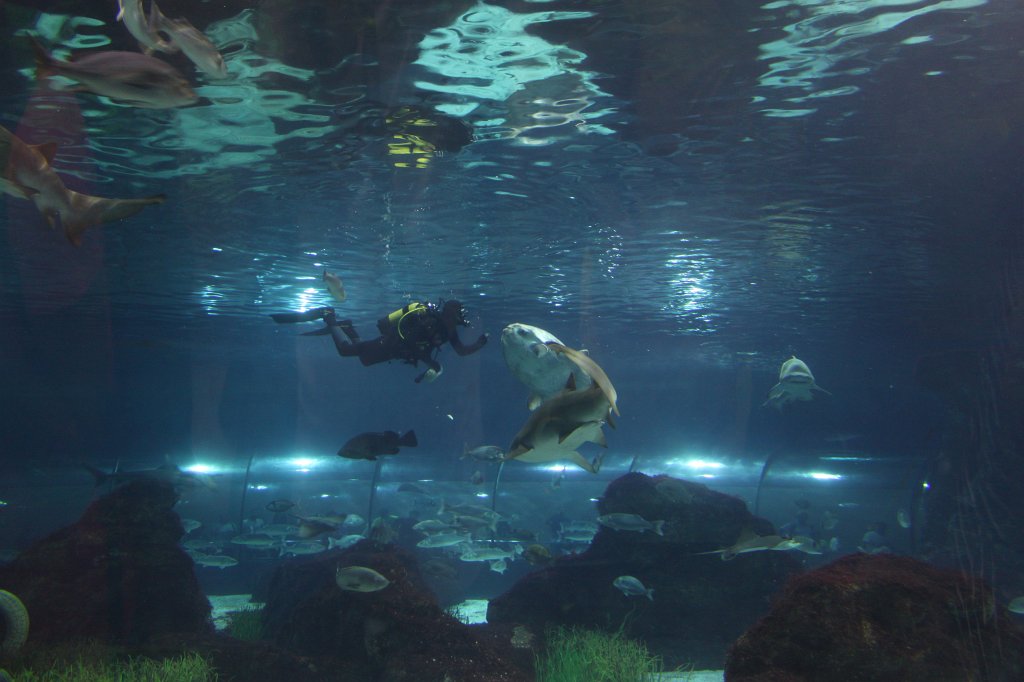 IMG_5156.JPG - Feeding  ocean sunfish  -  Aquarium Barcelona 