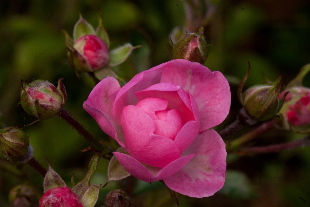 IMG_7163_c.jpg - Late rose blossoms