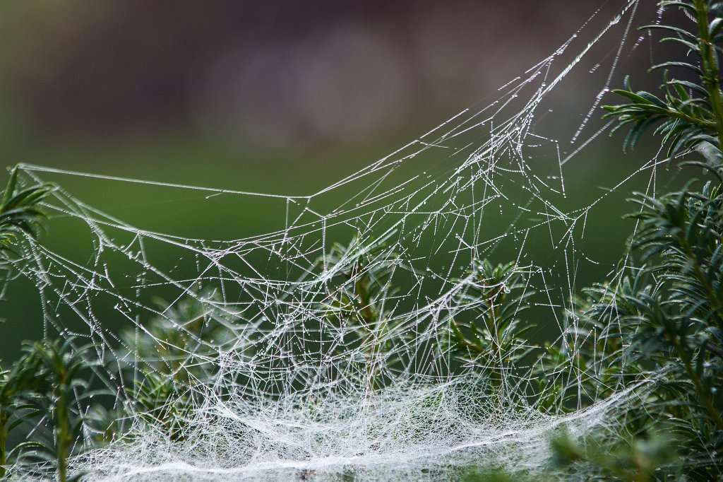 IMG_7219_c.jpg - Spider web