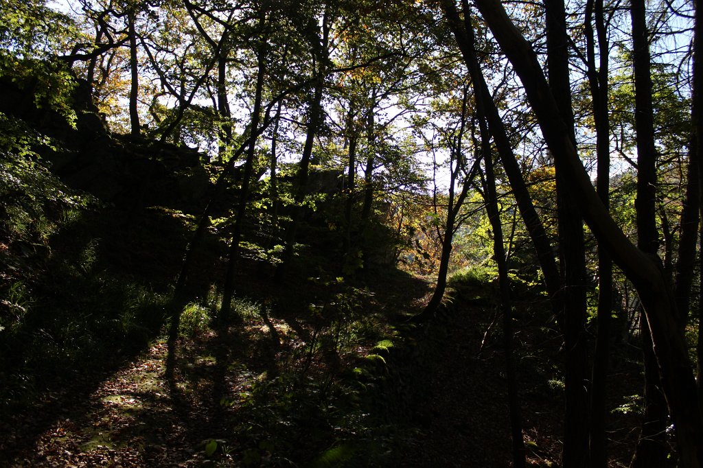 IMG_7261.JPG - Strolling through the woods