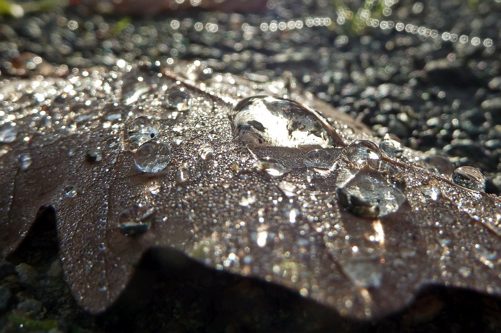 P1130464_c.jpg - Drops on fallen leaf