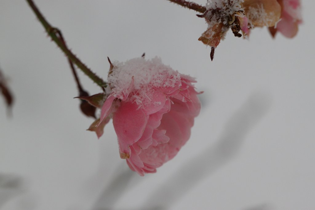 IMG_8252.JPG - Rose in the snow