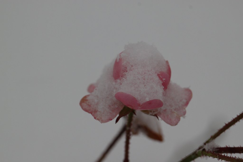 IMG_8254.JPG - Rose in the snow