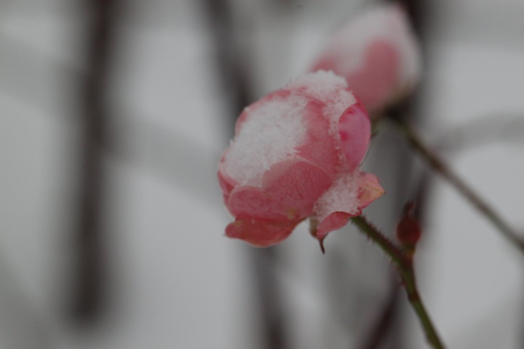 IMG_8256.JPG - Rose in the snow