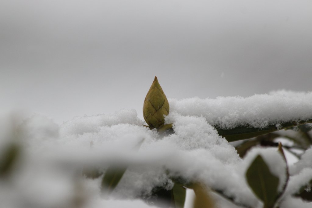 IMG_8519.JPG - The bud in the snow