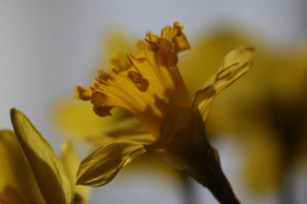 IMG_8767.JPG - Yellow  daffodil 