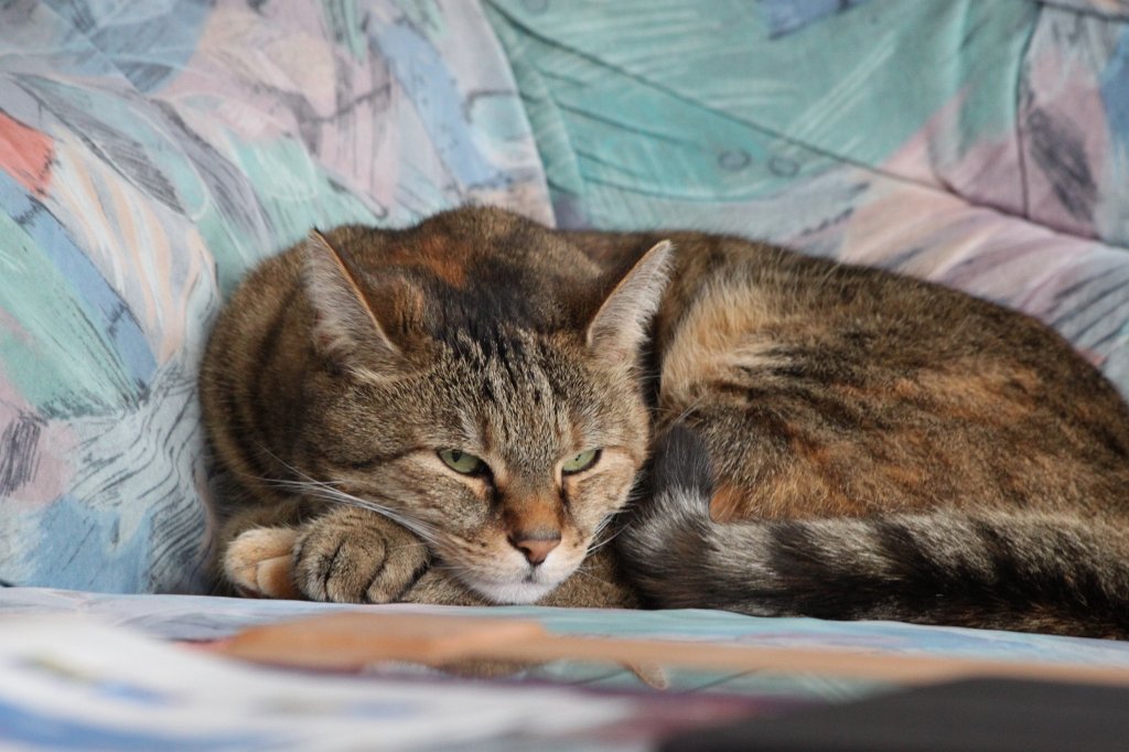 IMG_8954.JPG - Sleeping cat