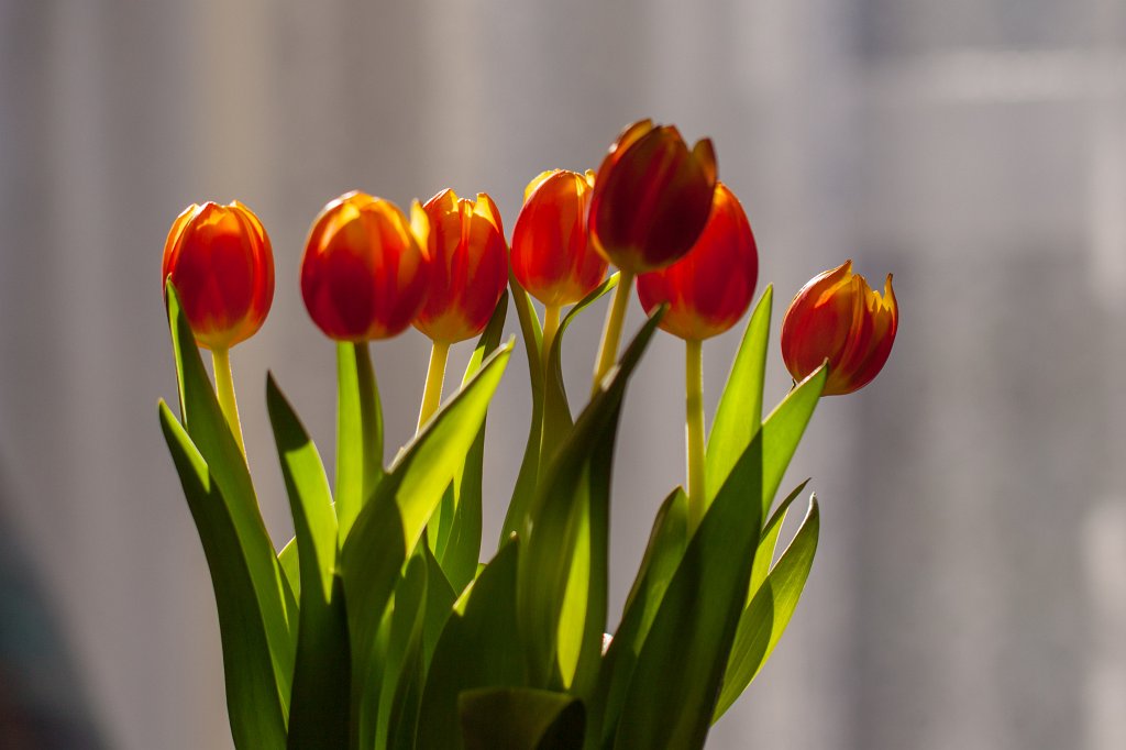 IMG_9020_c.jpg - Tulip bouquet