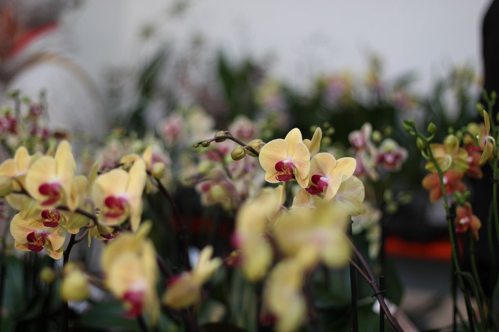 IMG_9115.JPG -  Orchids  ( Orchideen )